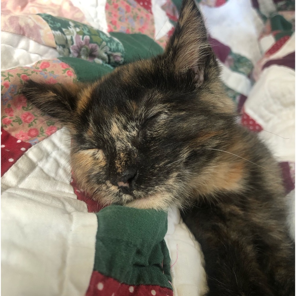 Meet your Posher, Gwen